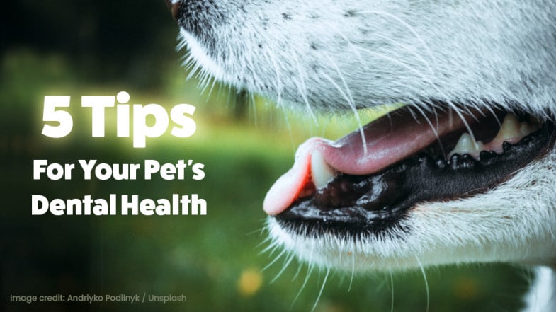 Close-up of a dog’s mouth with visible teeth and tongue, alongside text that reads, “5 Tips For Your Pet’s Dental Health.”.