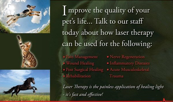 Promotional flyer for laser therapy in pets with images of a dog, cat, and horse, listing benefits like pain management, wound healing, and inflammation reduction.