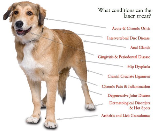 A dog with lines pointing to body areas associated with conditions treatable by laser, listed in red text: otitis, disc disease, gingivitis, hip dysplasia, ligament issues, pain, and more.