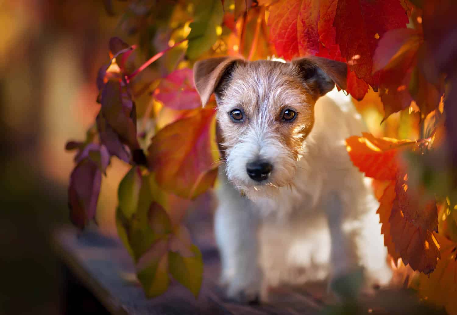 A small white and brown dog stands among autumn leaves with red and yellow tones, looking directly at the camera.