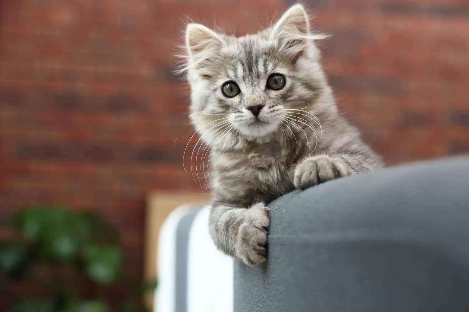 A fluffy gray kitten with wide eyes rests its front paws on the back of a gray couch, with a blurred brick wall background.