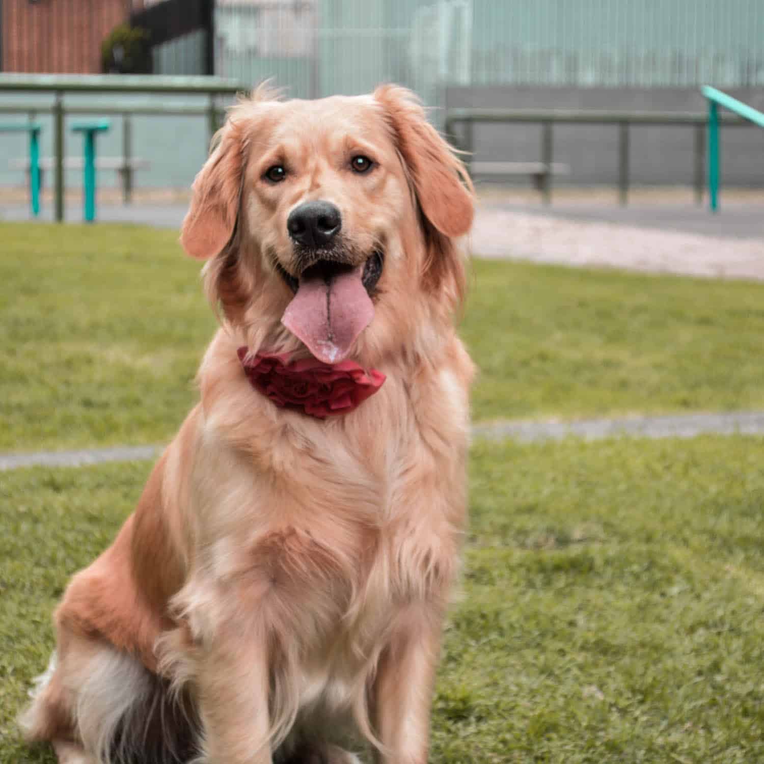 Golden retriever sitting on grass in a park, wearing a red bandana, with its mouth open and tongue out.