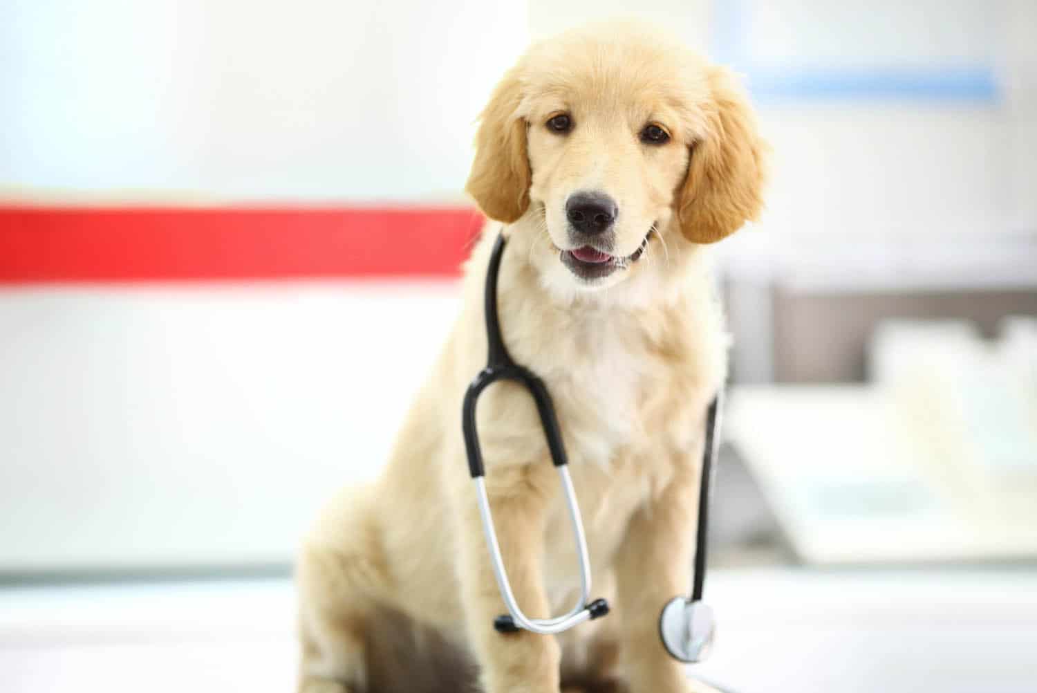 A golden retriever puppy sits on a table with a stethoscope draped around its neck in a bright indoor setting.