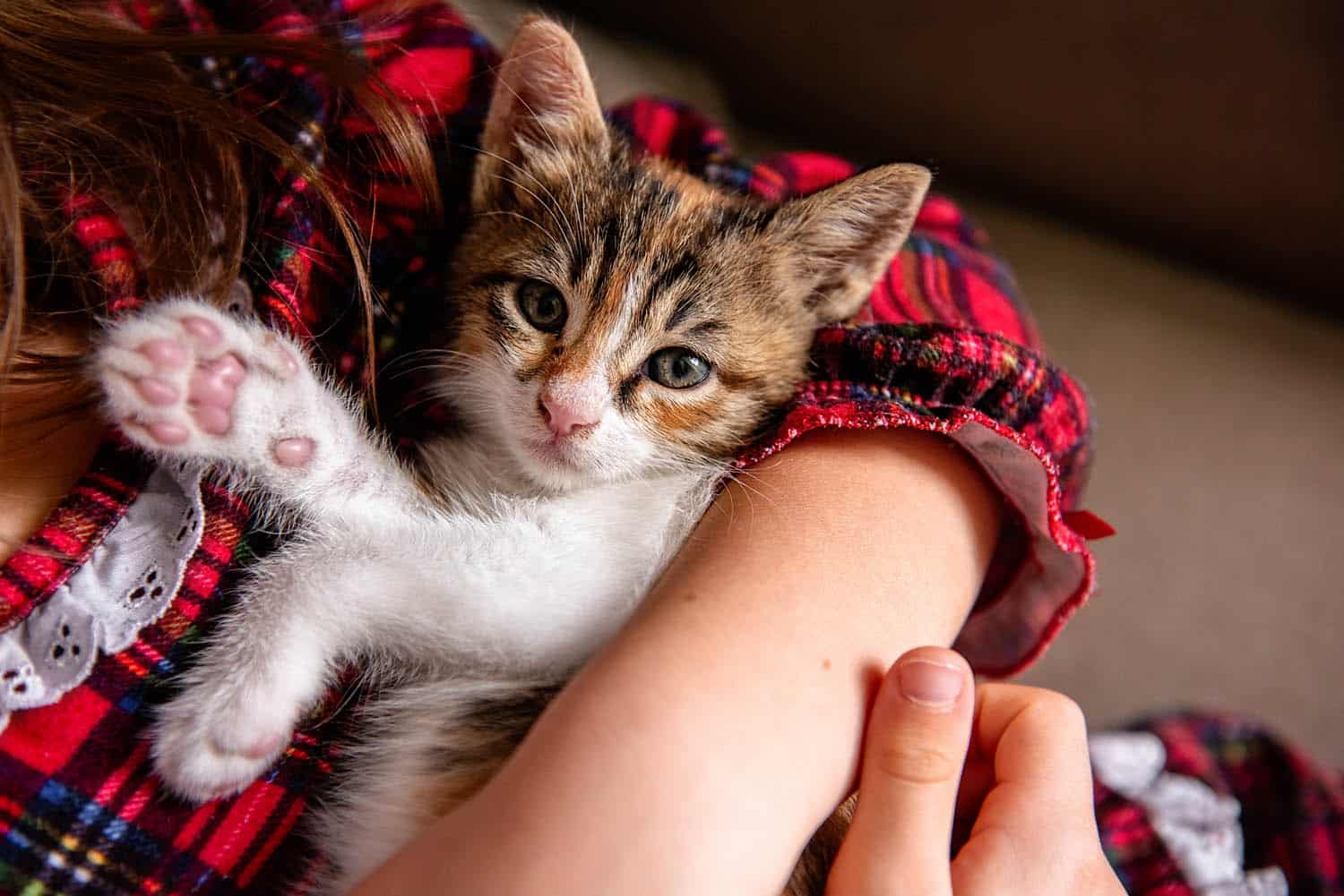 A small tabby kitten with white paws lies in a person’s arms, looking at the camera. The person wears a red plaid shirt with a lace trim.
