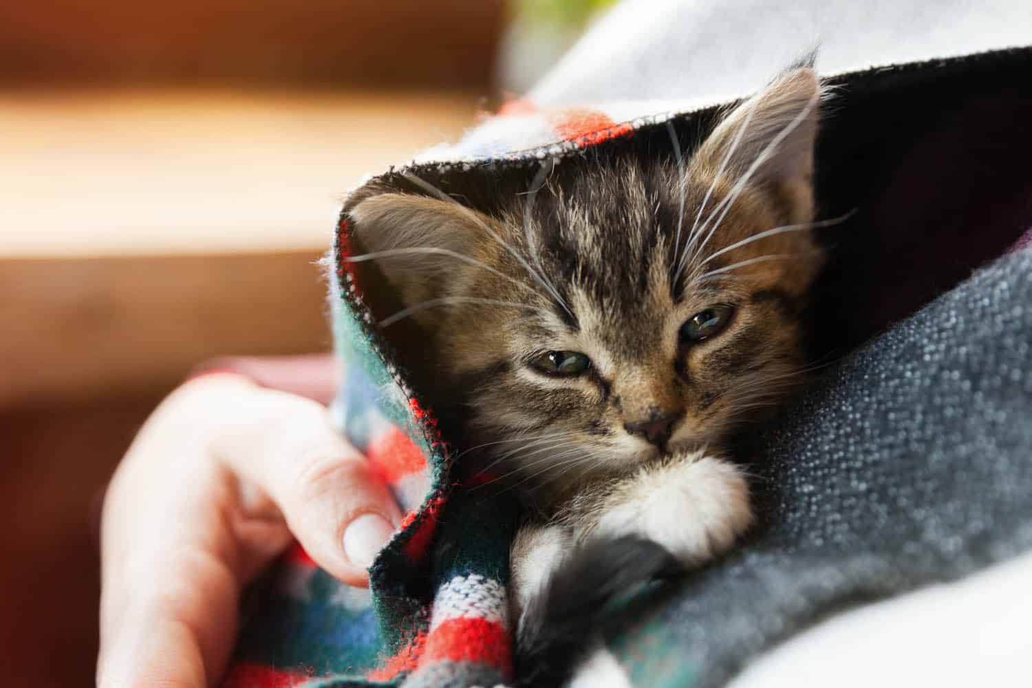 A small tabby kitten rests inside a plaid blanket, partially wrapped and held gently by a person’s hand.