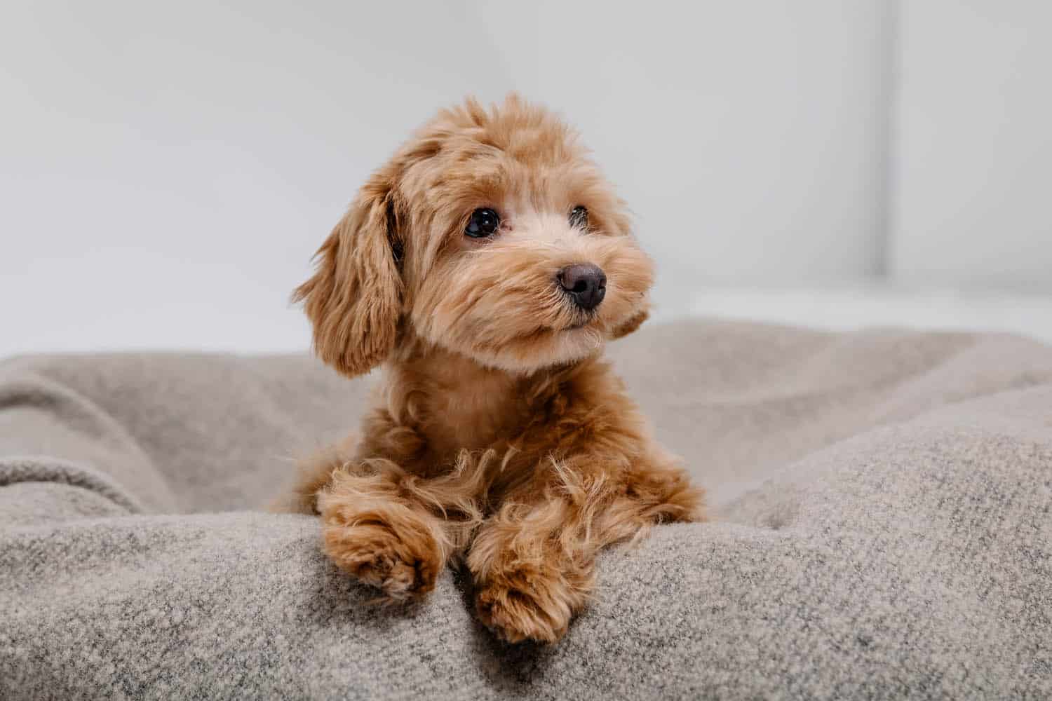A small, fluffy light brown puppy lies on a soft, beige blanket, looking slightly to the side with a calm expression.