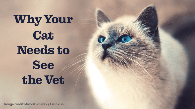 A blue-eyed cat looks up next to text that reads, “Why Your Cat Needs to See the Vet.” Image credit is given at the bottom left.