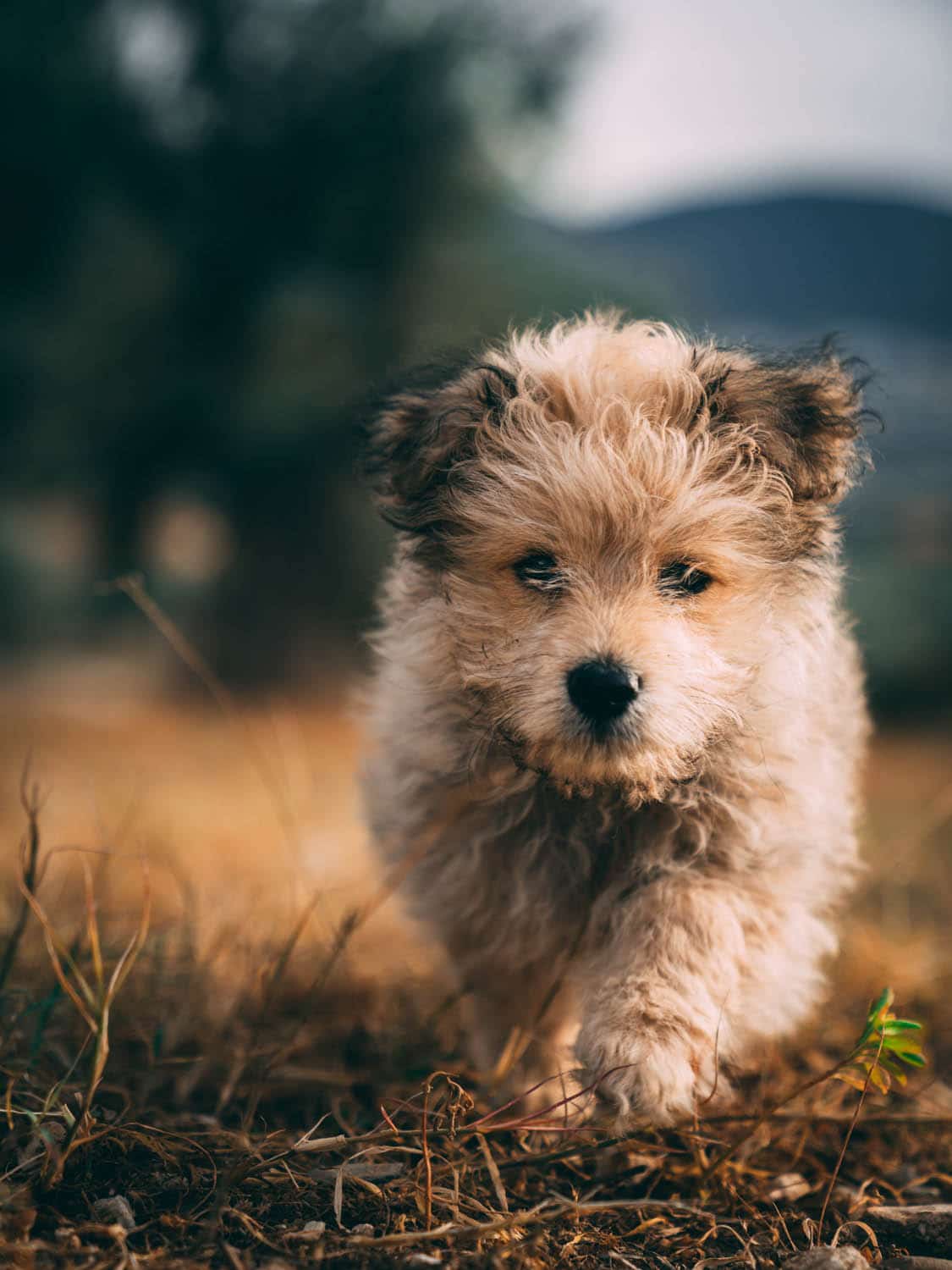 A fluffy brown and white puppy walks toward the camera on dry grass, with blurred trees and hills in the background.