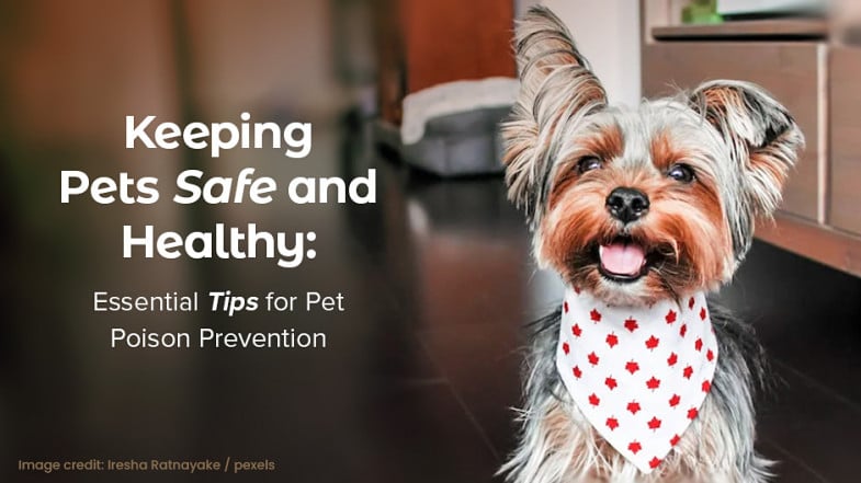 A small dog wearing a patterned bandana sits indoors next to text about pet poison prevention and safety tips.