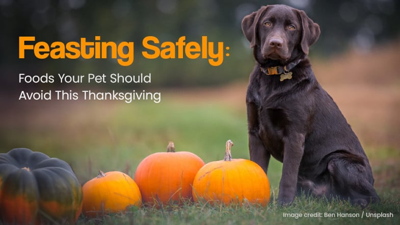 A brown dog sits beside several pumpkins outdoors, with text advising about foods pets should avoid on Thanksgiving.