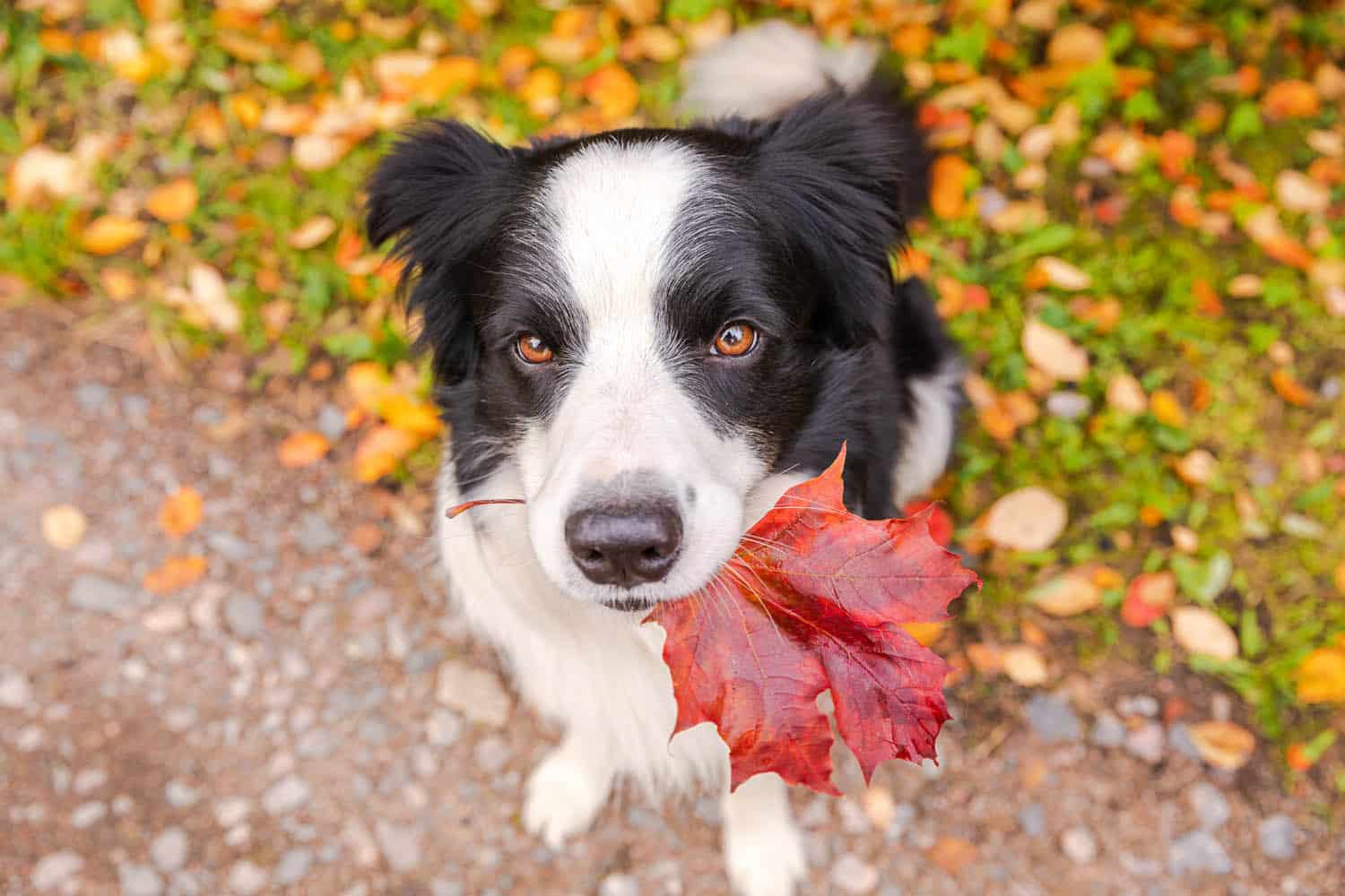 A black and white dog is sitting outdoors on a path, holding a red autumn leaf in its mouth. Fallen leaves and grass are visible in the background.