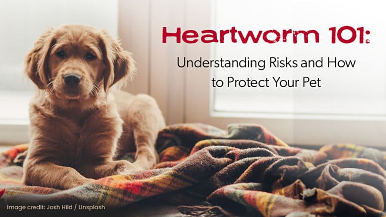 A brown puppy lies on a blanket by a window. Text reads: “Heartworm 101: Understanding Risks and How to Protect Your Pet.”.