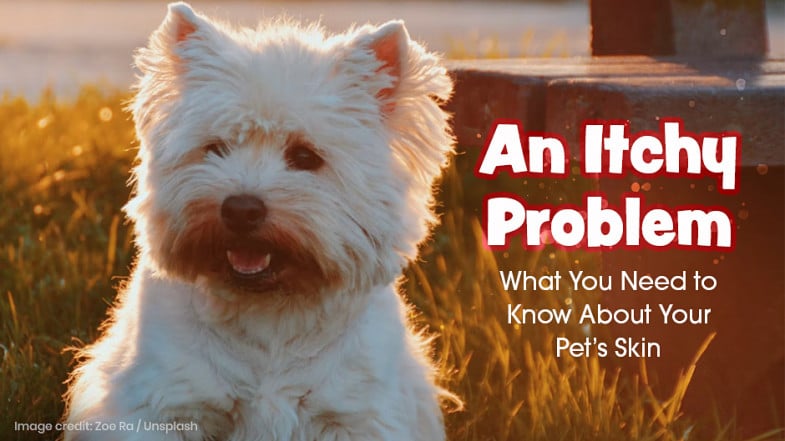 White dog sitting on grass in sunlight with text: “An Itchy Problem: What You Need to Know About Your Pet’s Skin.”.