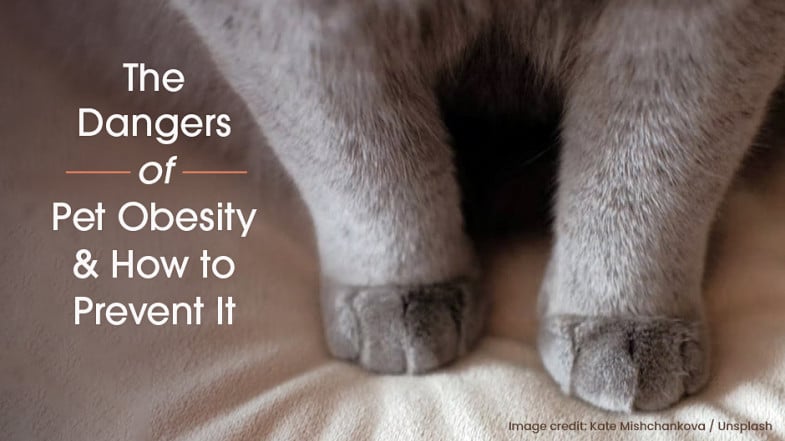 Close-up of the lower body and legs of an overweight gray cat, with text discussing the dangers of pet obesity and prevention tips.