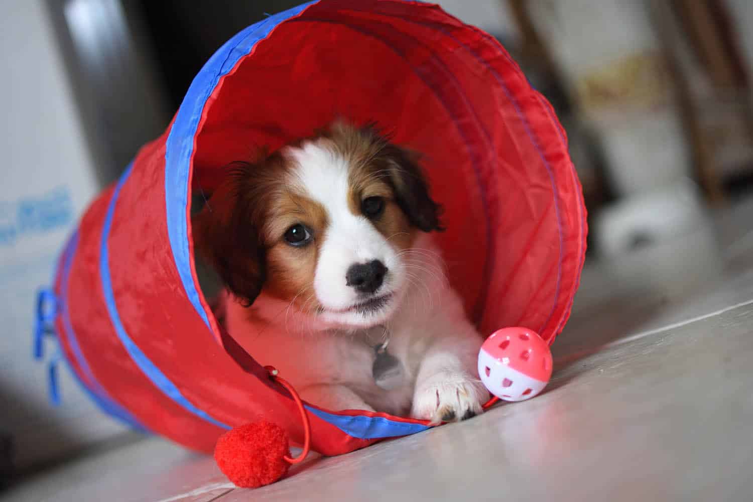 A small brown and white puppy lies inside a red play tunnel on a tiled floor, with a red and white toy ball nearby.