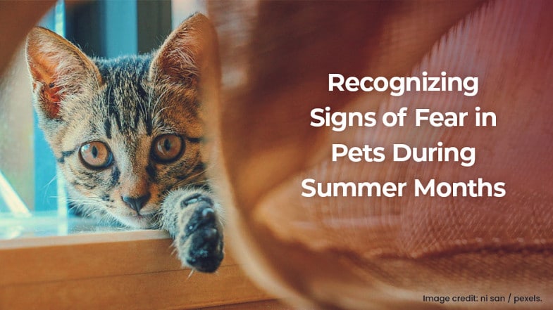 A tabby cat peers out from behind a curtain by a window. Text reads, “Recognizing Signs of Fear in Pets During Summer Months.”.