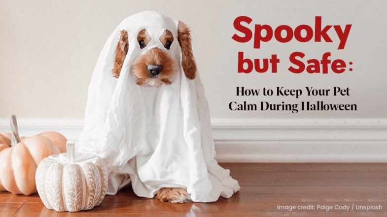 A dog sits under a white sheet resembling a ghost, next to two pumpkins, with text about keeping pets calm during Halloween.