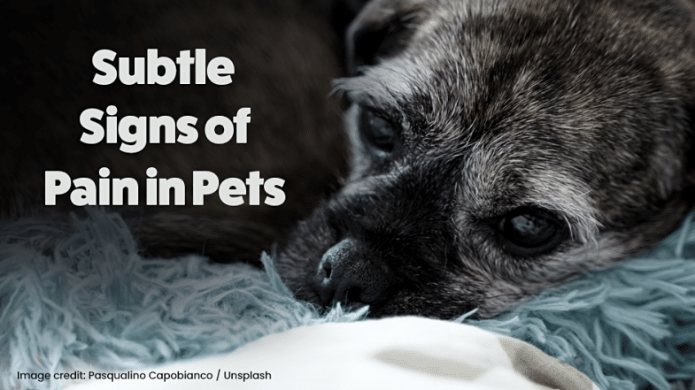 A close-up of a dog lying on a fluffy blanket with text that reads “Subtle Signs of Pain in Pets.”.