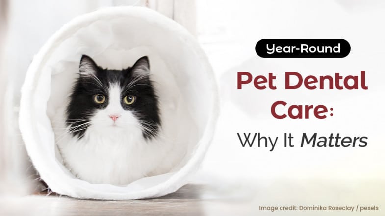 A black and white cat sits in a white tunnel next to text that reads, “Year-Round Pet Dental Care: Why It Matters.”.